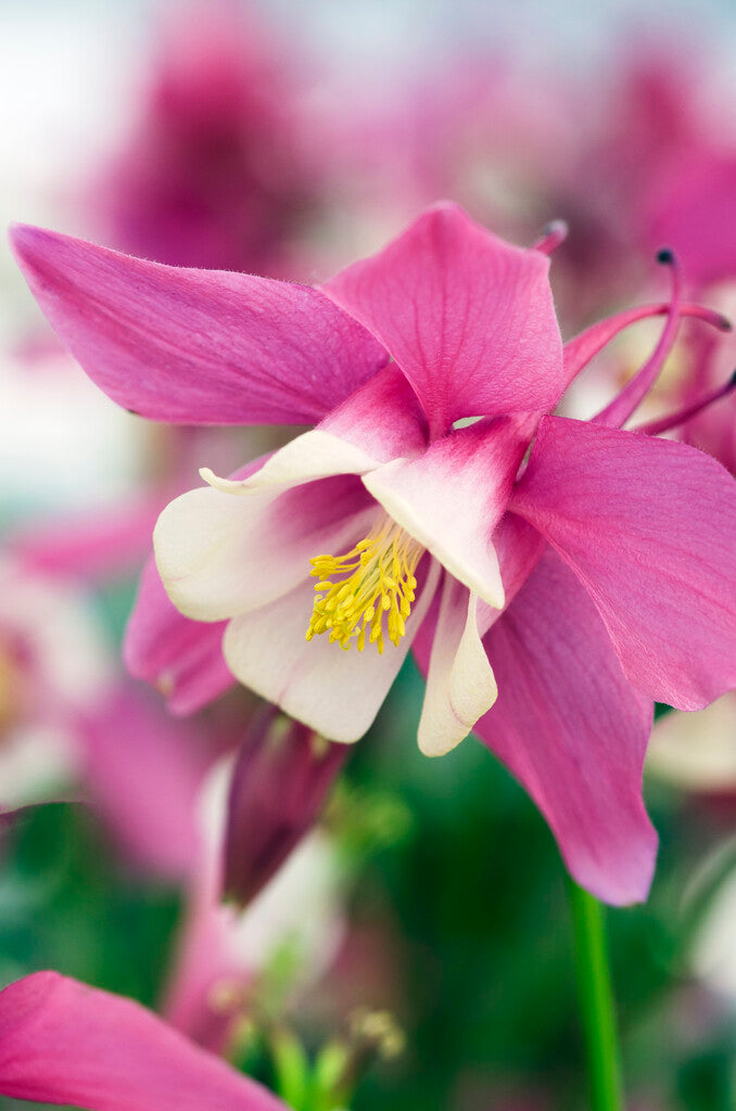Akleja-Aquilegia Spring Magic Rose Elfenben 2-pakning